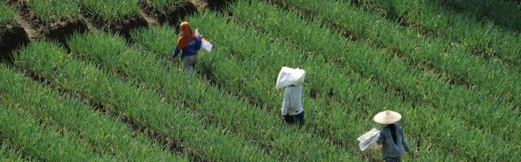 boeren die werken in groene velden